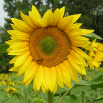 cropped-Logo512px-1.png cropped-Logo512px-1.png