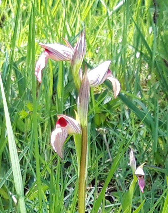 2021_Orchidées