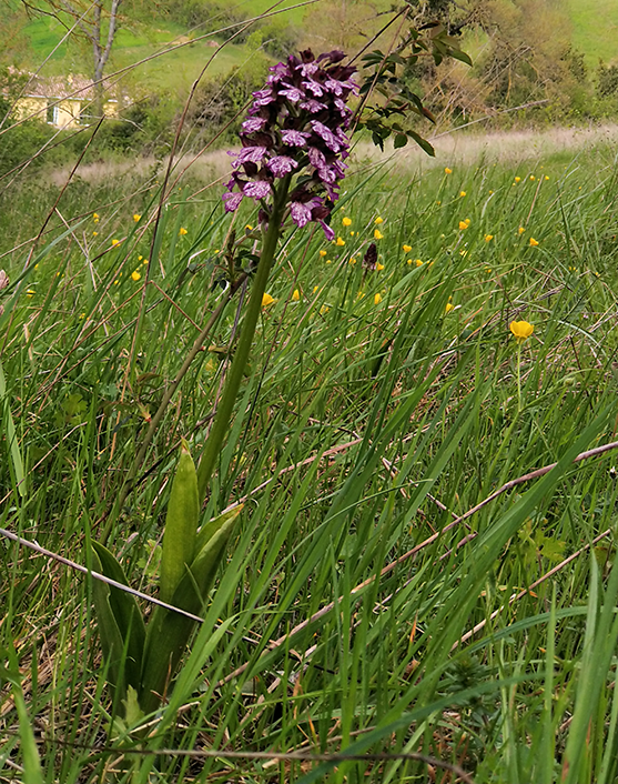 2021_Orchidées2