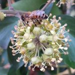 AbeilleFleur Une abeille Buckfast