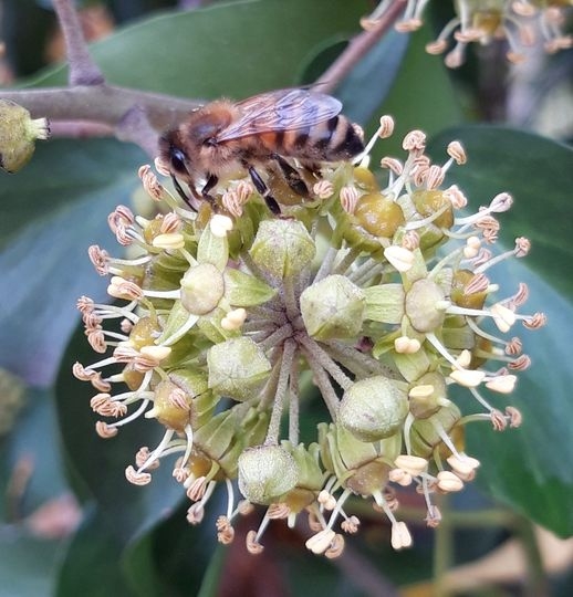 Une abeille Buckfast