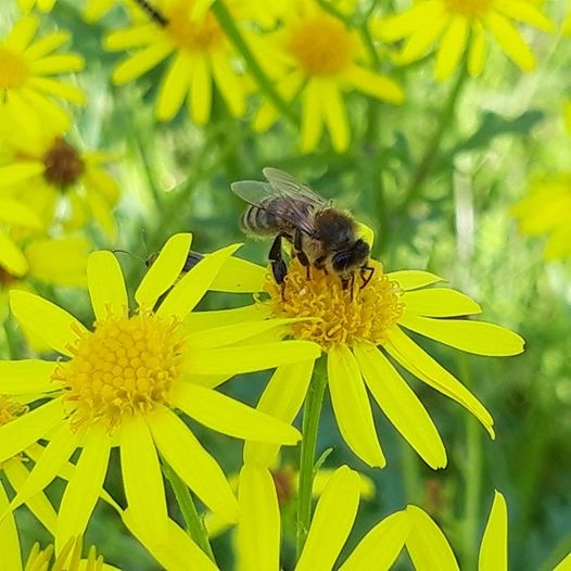 Une abeille sauvage