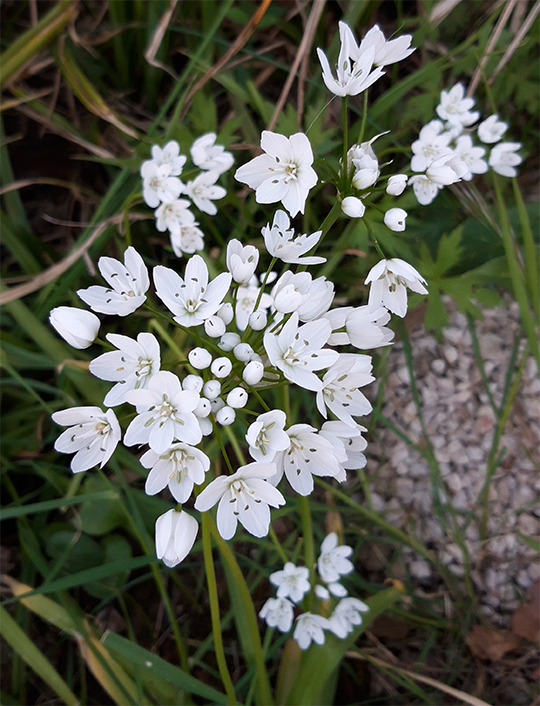 Ail_des_Ours514px