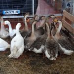 MarchéGras MarchéGras