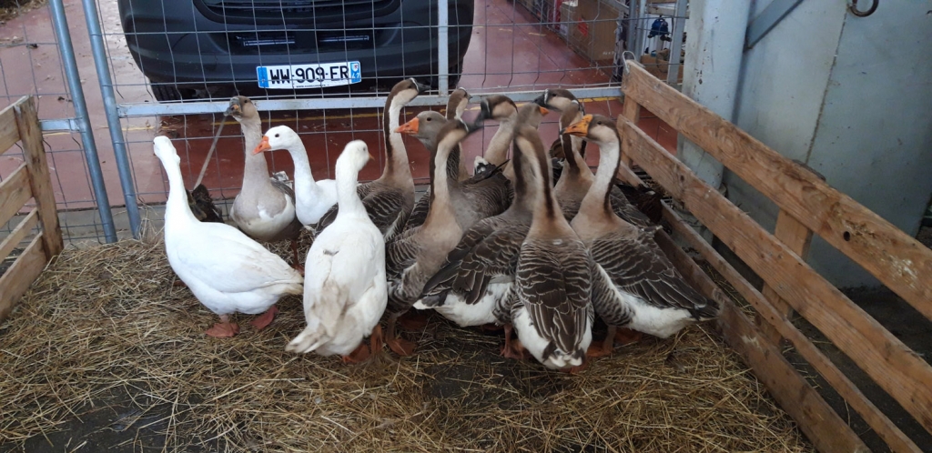 MarchéGras MarchéGras